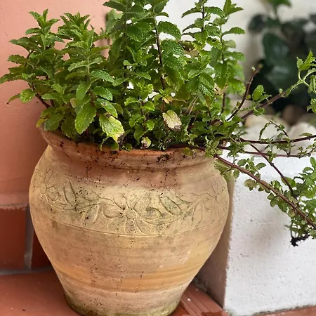 Townhouse ,cabopino Сasa de vacaciones Marbella